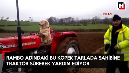 Köpek Rambo sahibine tarlada traktör sürerek yardım ediyor