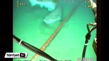 Köpek balıkları Google'ın kablolarını kemirmeye başladı