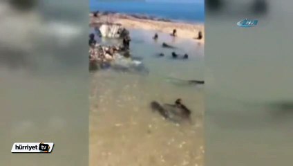 Onları hiç böyle görmediniz