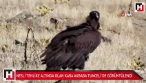 Nesli tehlike altında olan Kara Akbaba Tunceli'de görüntülendi