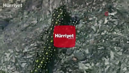 Nesli tükenmekte olan 'Sarı benekli semender' böyle görüntülendi