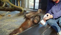 Gülme krizine giren orangutan