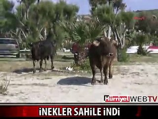 BODRUM'DA PLAJDA GEZEN İNEKLERİ GÖRENLER ŞAŞIRDI