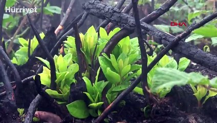 Karadeniz'de yanan 290 hektarlık orman arazisine dikilen fidanlar yeşerdi