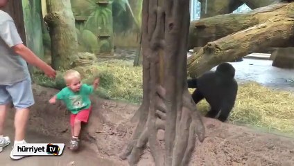 Bebek ve gorilin saklambaç oyunu