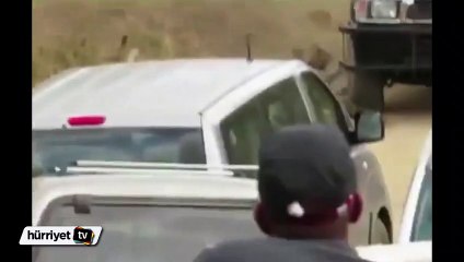 Leopar rehberin kolunu kaptı