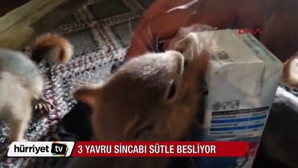 Donmaktan kurtardığı sincapları böyle besliyor