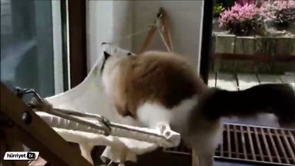 Hamakta nasıl yatılacağını öğrenen kedi