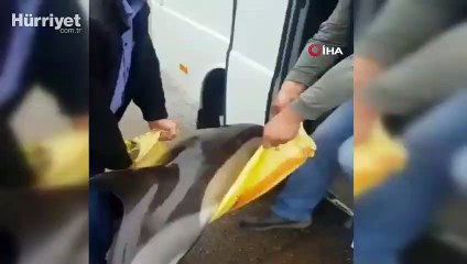 Ordu'da kıyıya vuran yaralı yunusu böyle kurtardılar