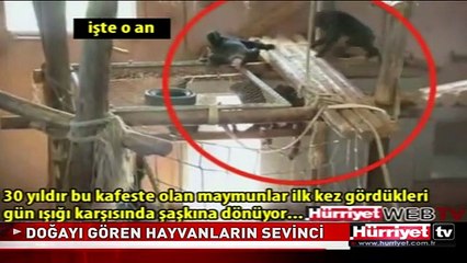 İLK KEZ GÜNEŞ GÖREN İNEKLERİN ÖZGÜRLÜK SEVİNCİ