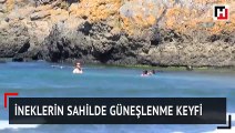 İneklerin sahilde güneşlenme keyfi