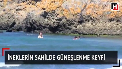 İneklerin sahilde güneşlenme keyfi