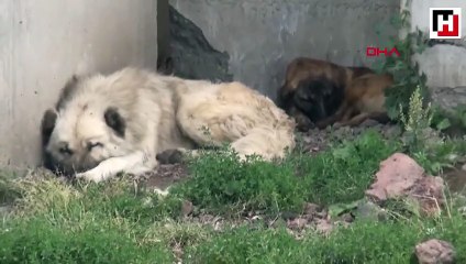 Barınak değil, ölüm kampı
