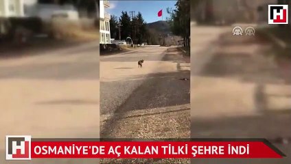 Osmaniye'de aç kalan tilki şehre indi