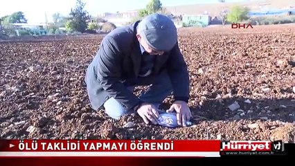 ÖLÜ TAKLİDİ YAPAN GÜVERCİN HERKESİ ŞAŞIRTTI
