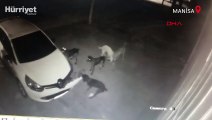 Kedi kovalayan köpekler otomobilin tamponunu böyle parçaladı