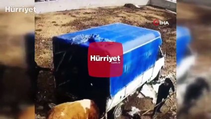 Kızgın boğa sahiplerini böyle kovaladı