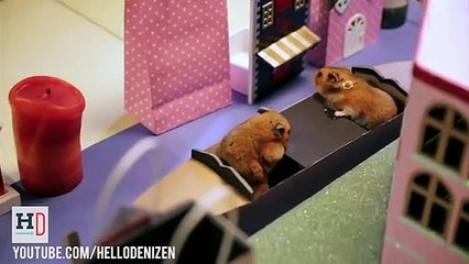 Hamsterlara özel Sevgililer Günü yemeği