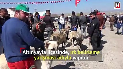 Sivas'ta Kangal köpekleri şampiyon olmak için yarıştı
