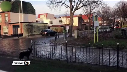 Hinlik yapan sevimli köpek