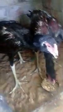 Indian Aseel Rosters