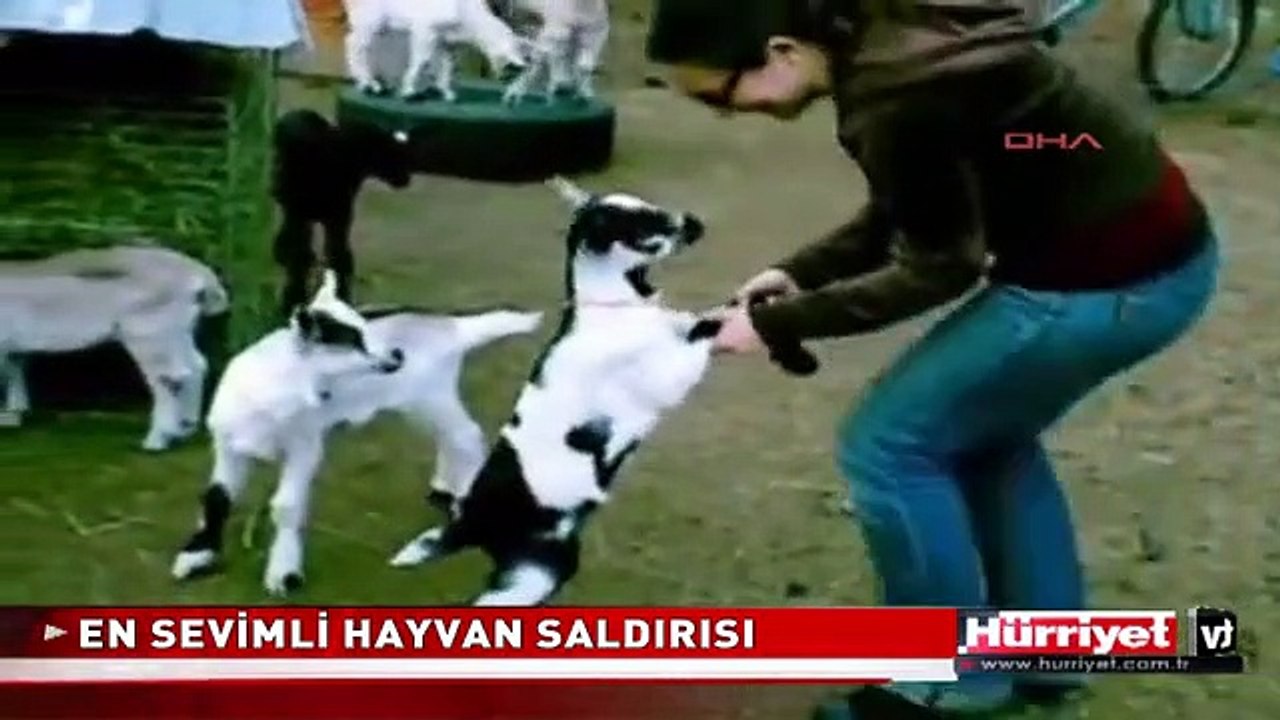 KEÇİ YAVRULARI KADINA BÖYLE SALDIRDI