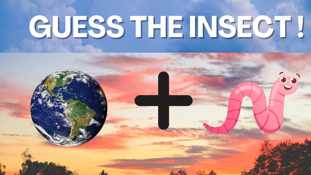 Guess The Insect !!