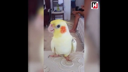 Tatlılık abidesi papağan!