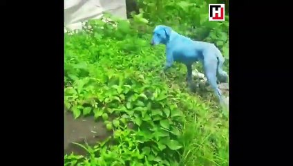 İnanması güç ama gerçek! Su içti mavi oldu...