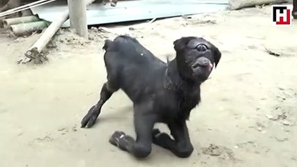 Hindistan'da tek gözlü doğan keçi!