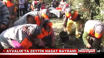 AYVALIK'TA ZEYTİN HASAT BAYRAMI