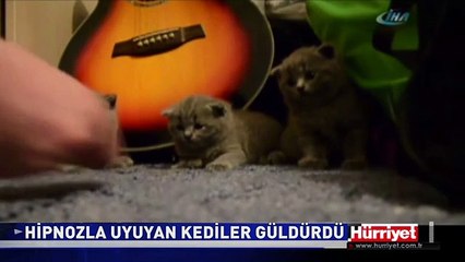 HİPNOZLA UYUYAN KEDİLER GÜLDÜRDÜ