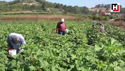 Hobi olarak başladı ticarete çevirdi