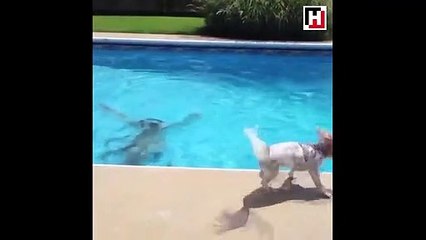 Sahibinin boğulduğunu zanneden köpek