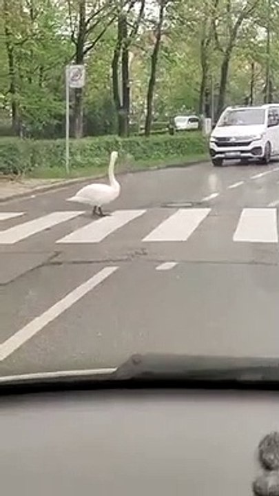 Swan outing