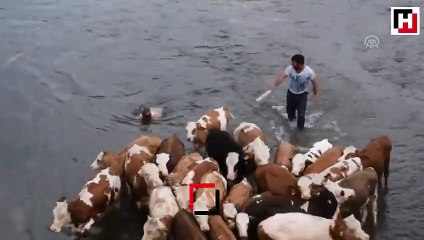 Sıcaktan etkilenen hayvanları akarsuda serinletiyorlar