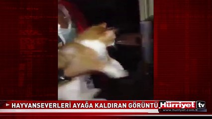 HAYVANSEVERLERİ AYAĞA KALDIRAN GÖRÜNTÜLER