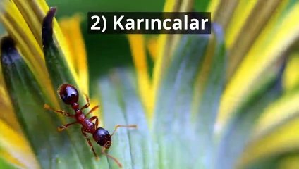 Dünyanın en zeki 10 hayvanı