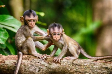 Monkey Sound eEffect - Efek suara monyet