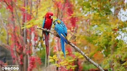 Musique relaxante avec la faune Musique douce, calme le système nerveux et plaît à l'âme