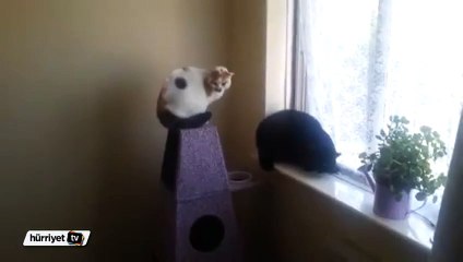 Sahibinden kediye acımasız şaka