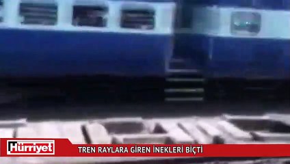 Tren raylara giren inekleri biçti