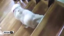Tembel köpek merdivenlerden inmenin yolunu bulmuş gözüküyor