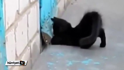 Köpeği sıkıştığı yerden kurtaran kedi
