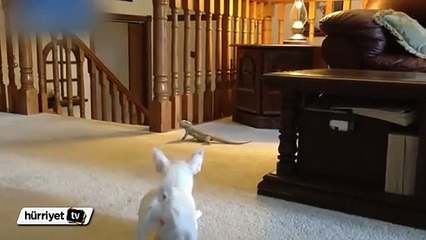 İguana ve köpeğin güldüren oyunu