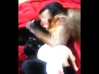 Maymundan yeni doğan köpeklere şefkat