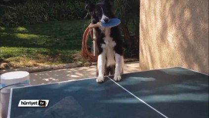 Köpek sahibiyle ping pong oynadı