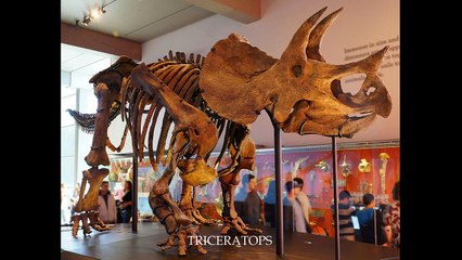 Dinosaurus Sounds Effect