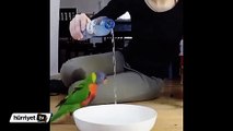 Suyu gören papağanın sevinci