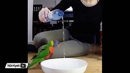 Suyu gören papağanın sevinci